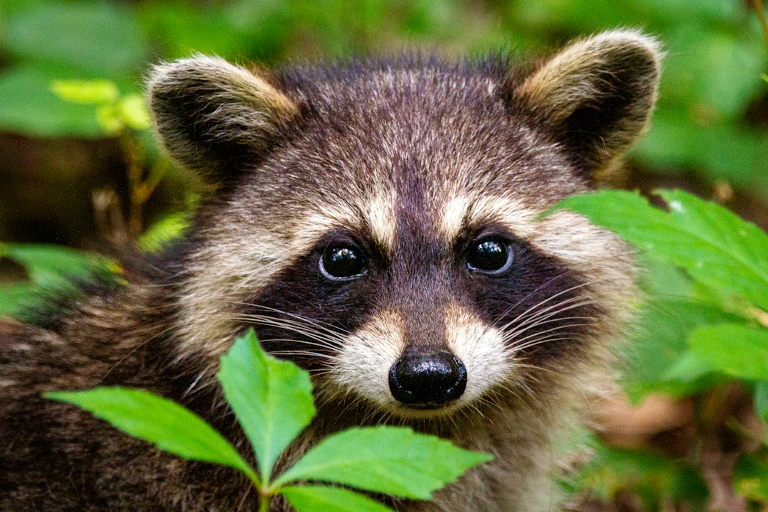 What to Consider When You Donate to Wildlife Charities